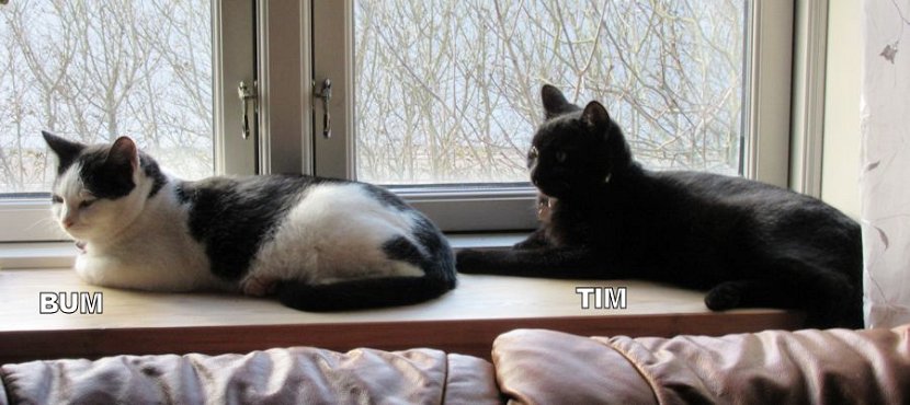 tim-og-bum-2